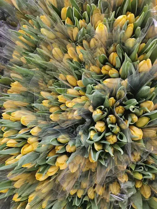 Antalya’nın Gururu Suda Laleler Kadınlar Günü'ne Hazır 4